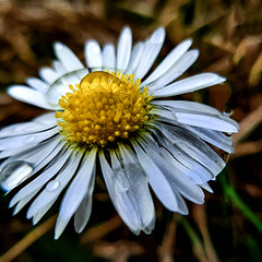 КВІТЕНЬ ПРИЙШОВ