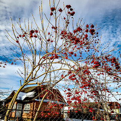 КАЛИНА ПРИ ДОРОЗІ