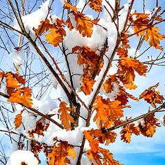 ЗИМОВИЙ МОТИВ