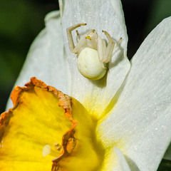 Квітковий павук