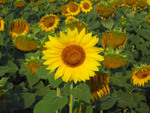 Соняшники