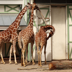 Жирафи в Амстердамському зоопарку