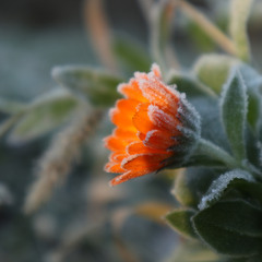 Ранкові заморозки