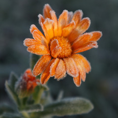 Ранкові заморозки 2