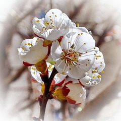 Яблуневий цвіт
