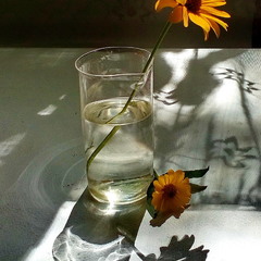 Сонячна квітка
