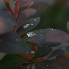 Raindrops leaves