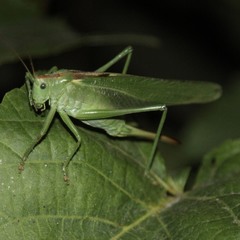 An angry grasshopper