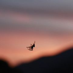 Hello Spider