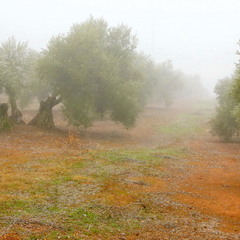 утренний туман в оливковой роще ...