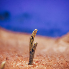 Taenioconger Hassi (морской песчаный угорь)