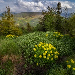Жовті квіти на горі
