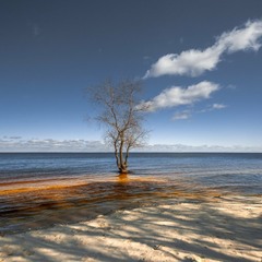 Одиноке деревце на березі Дніпра