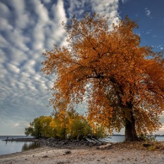 Осінь, берег, дерева і небо