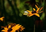 про бджілку та метелика
