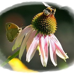 Бджілка та метелик