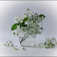 Білим цвітом