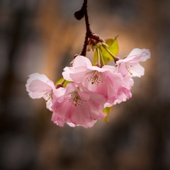 Чарівний цвіт сакури