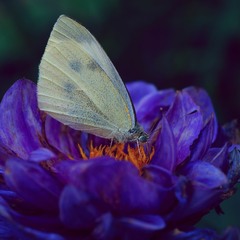 Метелик на жоржині