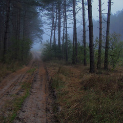 Туман у ранковому лісі ч.3