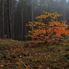Туман у ранковому лісі. Осіннє вбрання черемхи