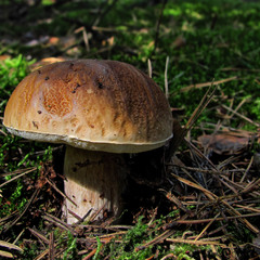 Пора літніх грибів