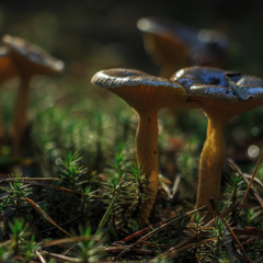 Повільний танок осінніх грибів