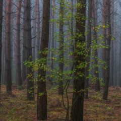 Туман у ранковому лісі. Про деревце