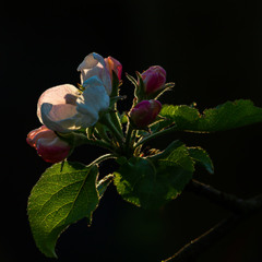 Вечір яблуневого цвіту