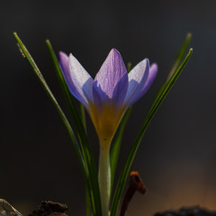 ВЕЧІР ВЕСНЯНИХ КВІТІВ. Шафран