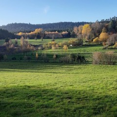 Plaine  des  Vosges