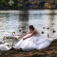 Невеста и лебеди