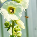 Бджілка і мальви
