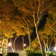Ночная жизнь деревьев
