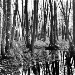 Чорно-біла осінь...