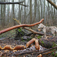 Бобри-собаки...