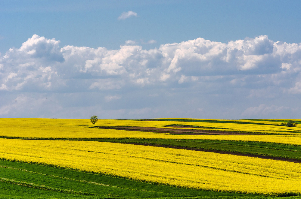 Фотографія Самотнє дерево. / Володимир Циба / photographers.ua
