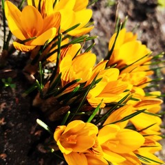 Жовтогарячі промінчики весни