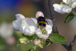 Мохнатый шмель на душистый вишня