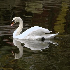 Гордая и Красивая