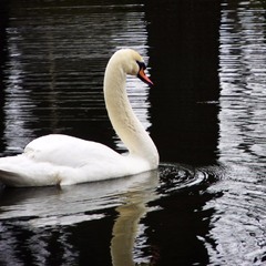 Белый лебедь на пруду....