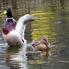 Окрылённый