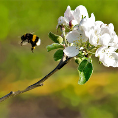 полёт шмеля