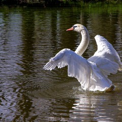 Белый Лебедь на пруду......
