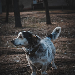 Прогулянка з собакою  та