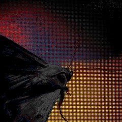 LOOKING AT THE WORLD