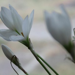 Білі квіти, як той перший сніг.