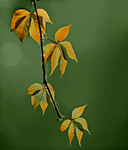 Каліграфія жовтня (серія)