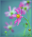 Мелодія дощу...