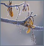 Колючі обійми зими